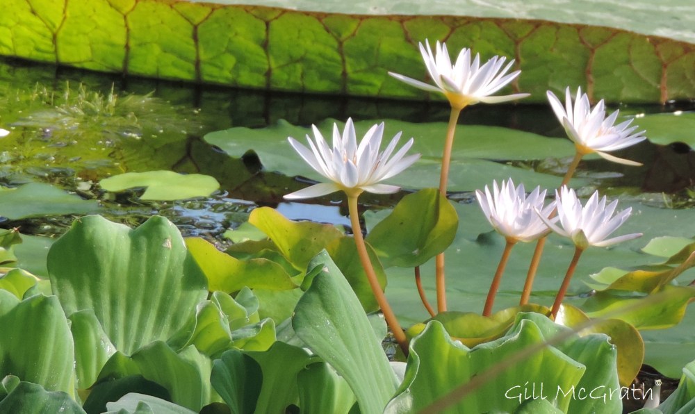 2014 09 10 fabulous waterlilies jpg sig