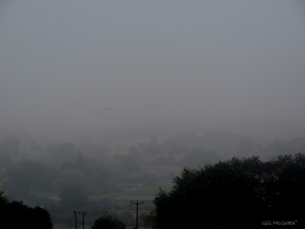 2014 09 15 A line of birds jpg sig