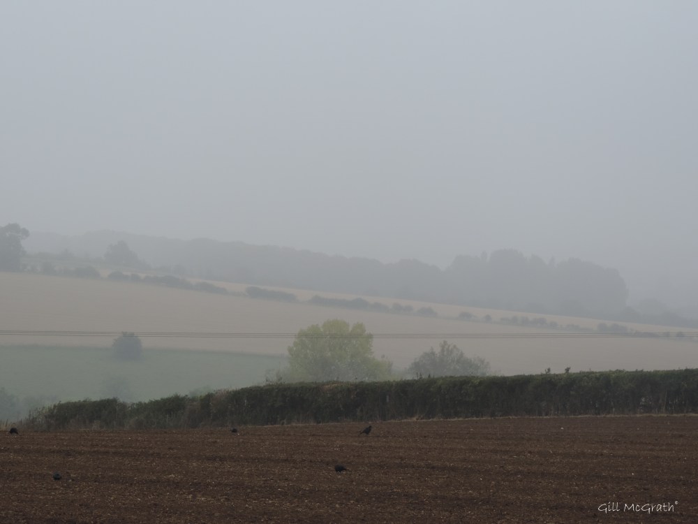 2014 09 15 mist beyond the hedge jpg sig