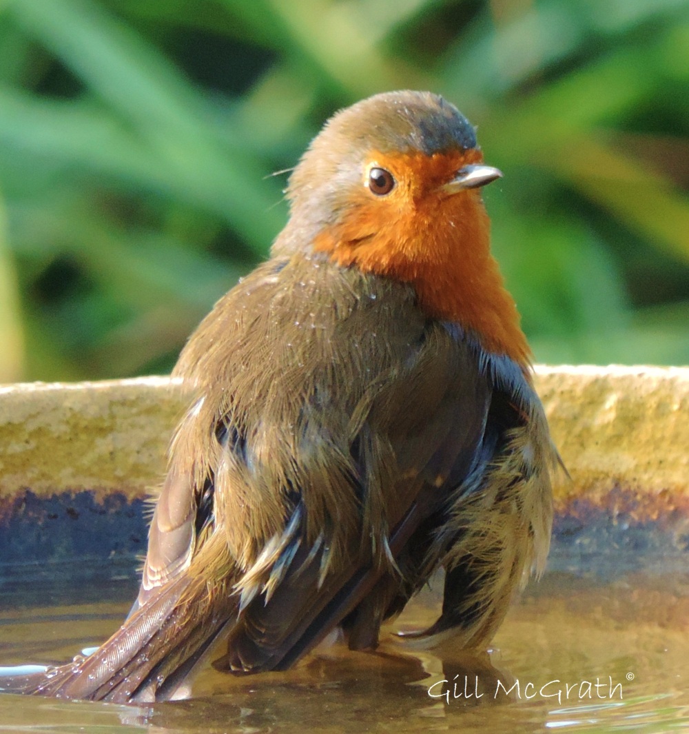 2014 09 16 a robin sits in bathing wings jpg sig