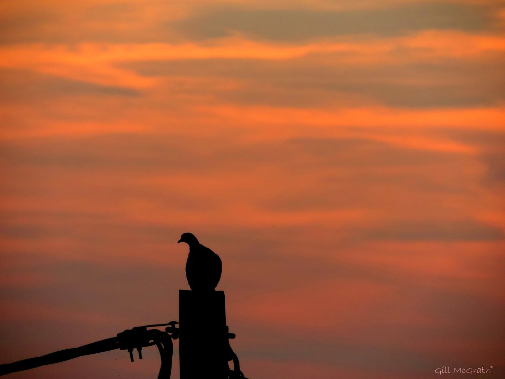 2014 09 16 Golden bird on the edge of a sunset jpg sig