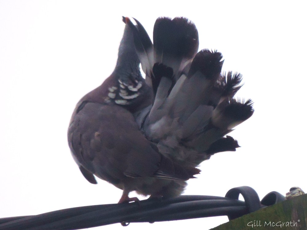 2014 09 19 magnificent prune jpg sig