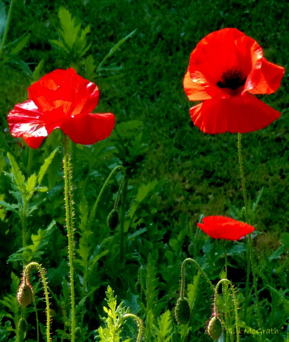 2014 09 21 Poppies still going strong jpg sig