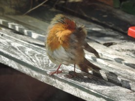 2014 09 22 bird robin stretch jpg sig