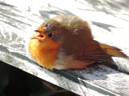 2014 09 22 bird sunbathing robin jpg sig