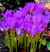 2014 09 23 autumn crocus pg sig