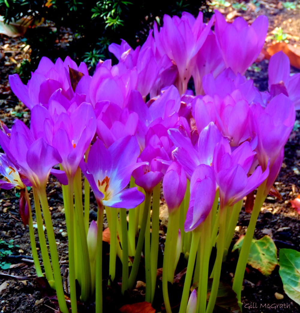 2014 09 23 autumn crocus pg sig