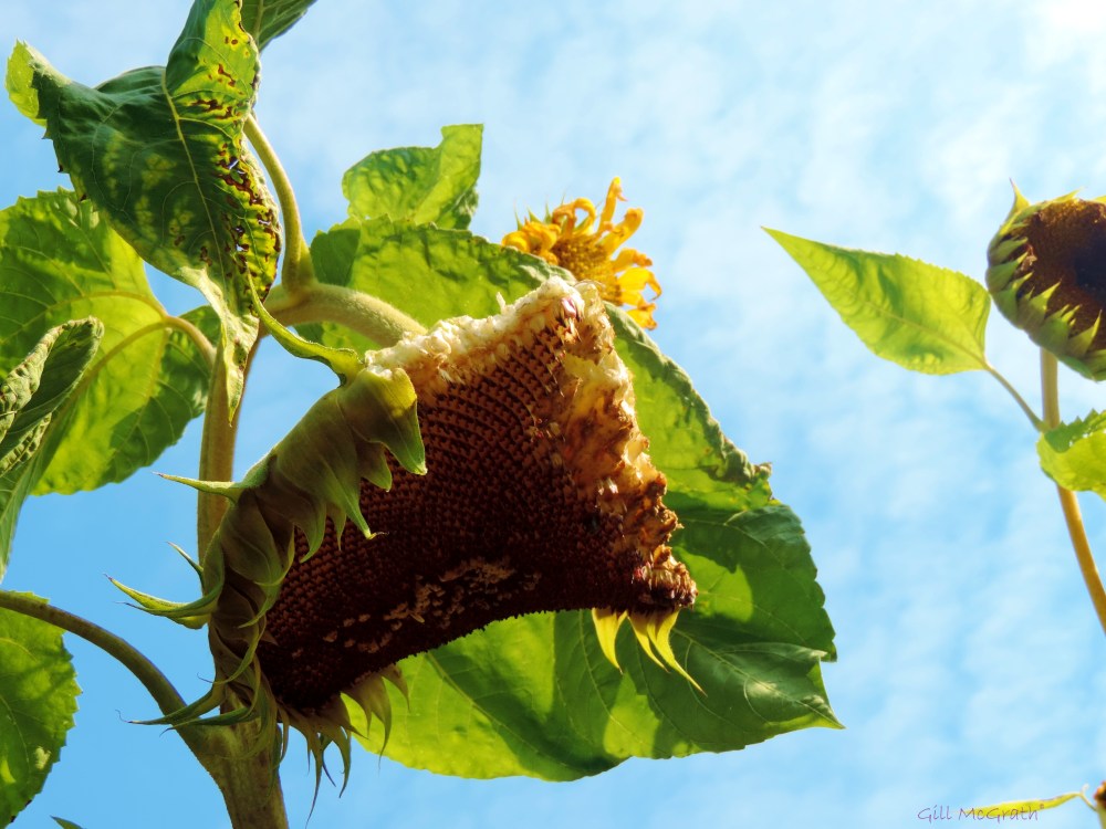 2014 09 23 Giant sunflower seed head  half eaten jpg sig