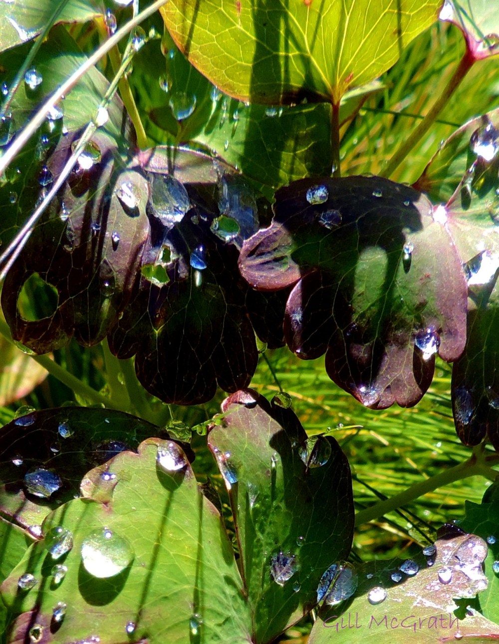 2014 09 24 sun on raindrops on aquilegia leaves jpg sig