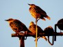 2014  sunglow starlings tonight! jpg sig