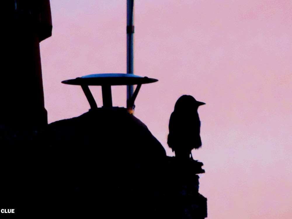 2014 01 10 bird clue jpg