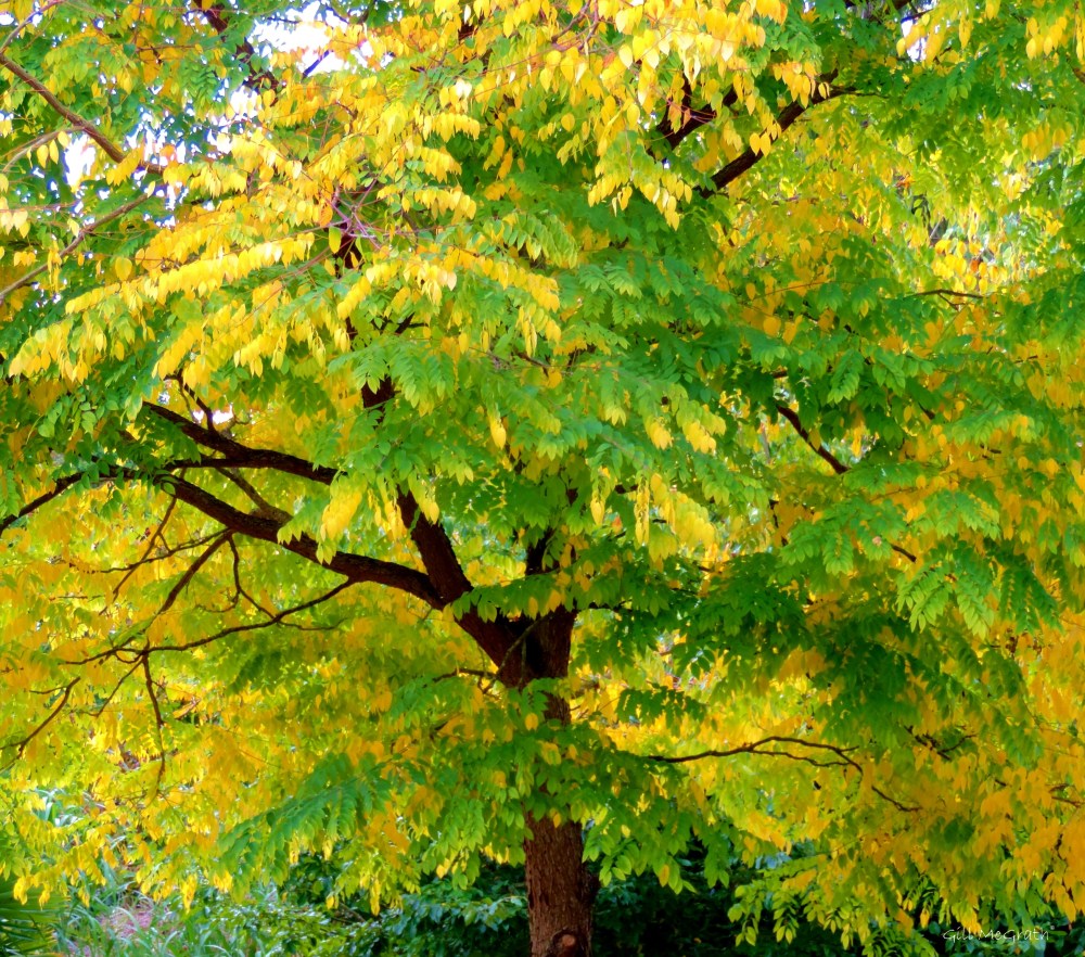 2014 10.02 under the tree jpg sig