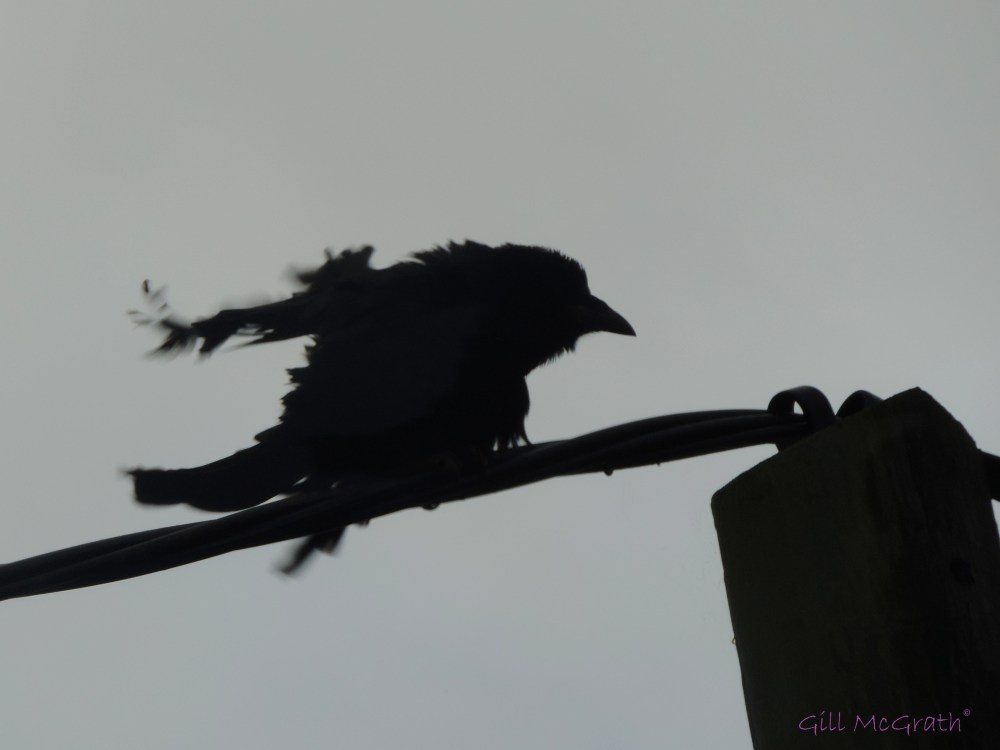 2014 10 11 one furious old crow! jpg sig