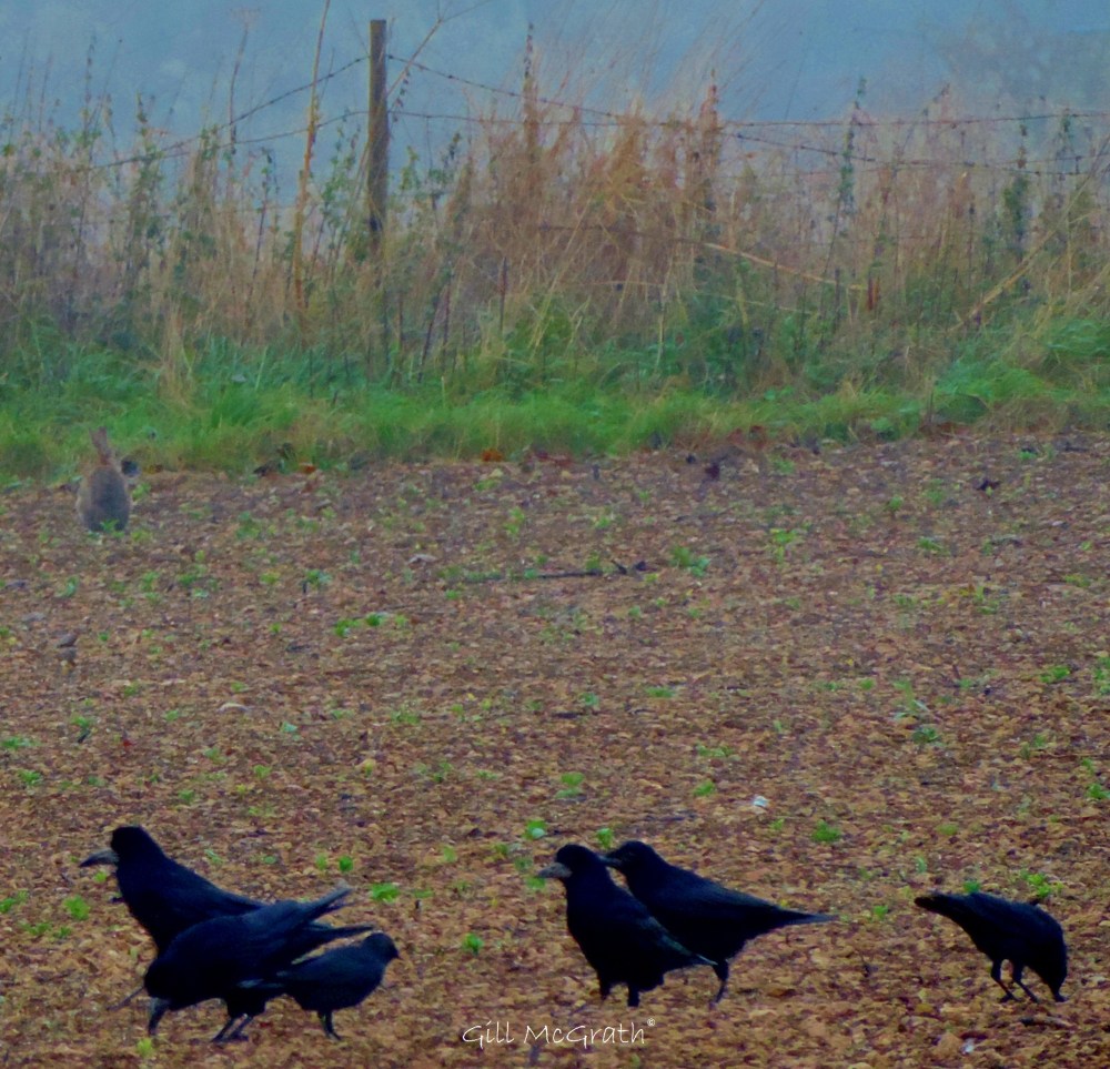 2014 10 15 I can see a rabbit jpg sig