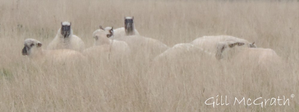 2014 10 15 wool wrapped sheep jpg sig