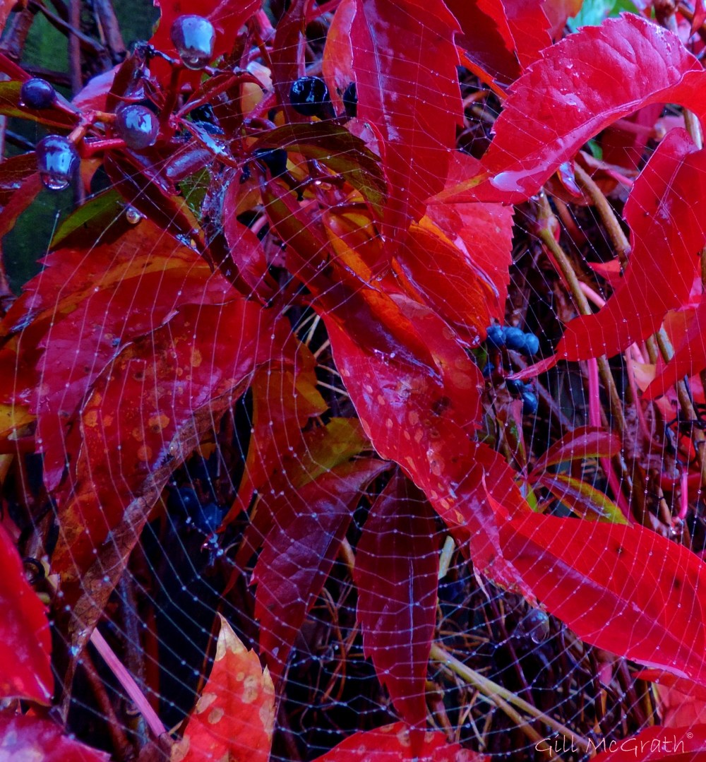 2014 10 16 red hanging on fence gossamer wrapped jpd sig
