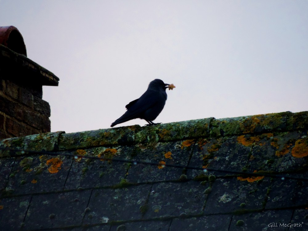 2014 10 27  A  Breakfast Bite at Lichen Tiles jpg sig