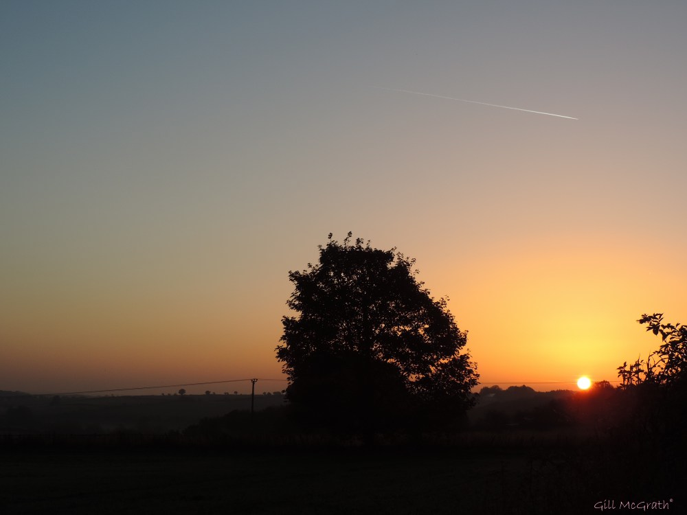 2014 10 28 morning sun, trees and planes jpg sig