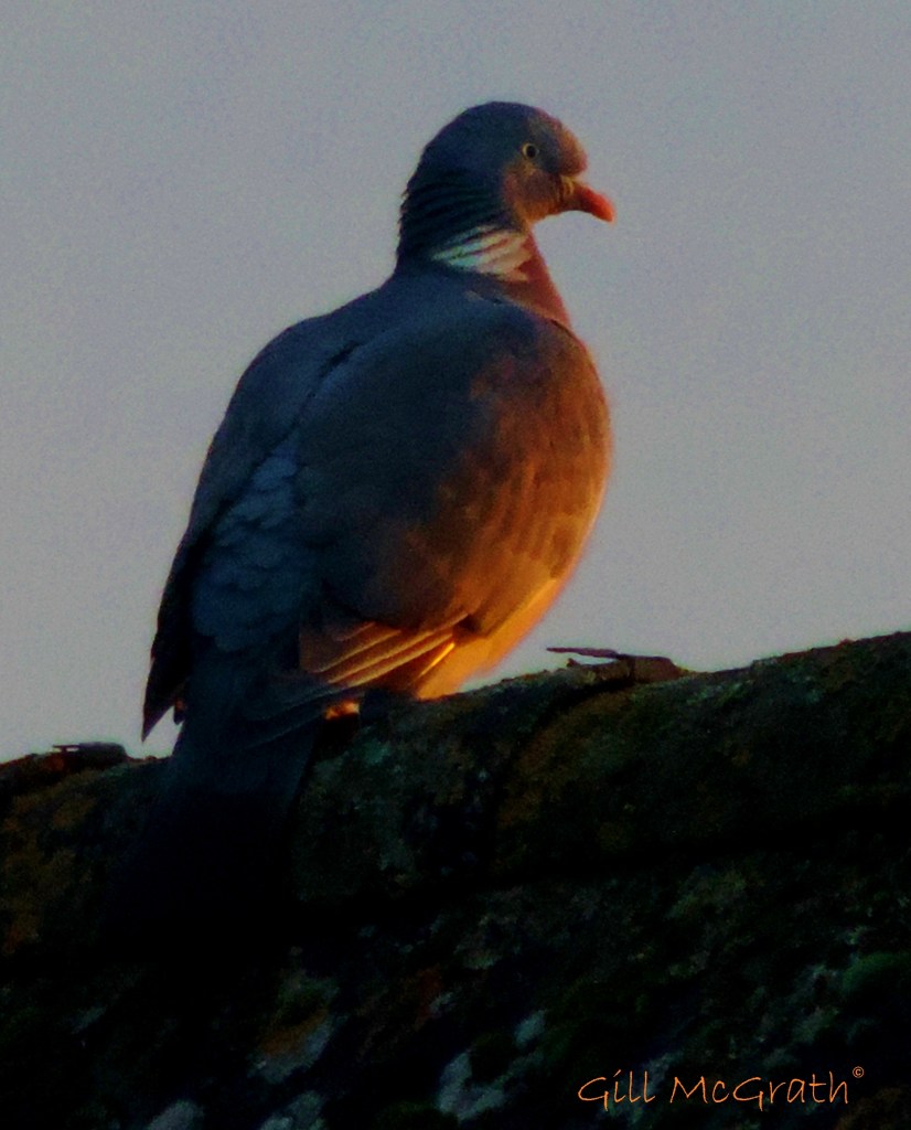 2014 11 18 magical sunrise jpg sig