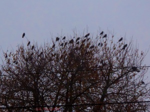 2014 11 19 starlings looking for the sun jpg sig