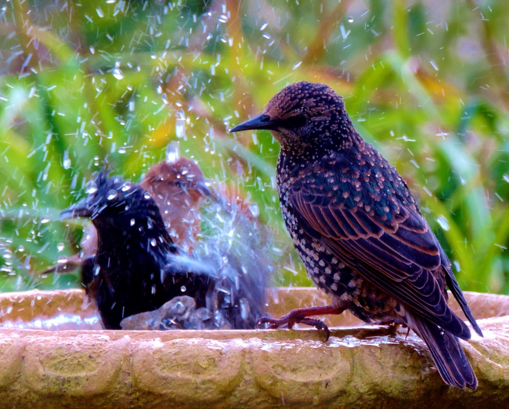 2014 11 21 spots on feathers jpg sig