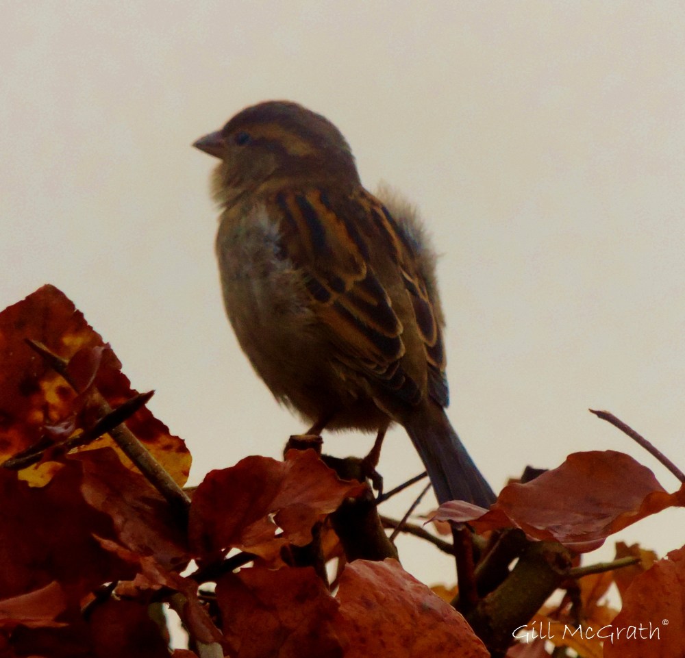 2014 11 22 Sparrow Fur  jpg sig