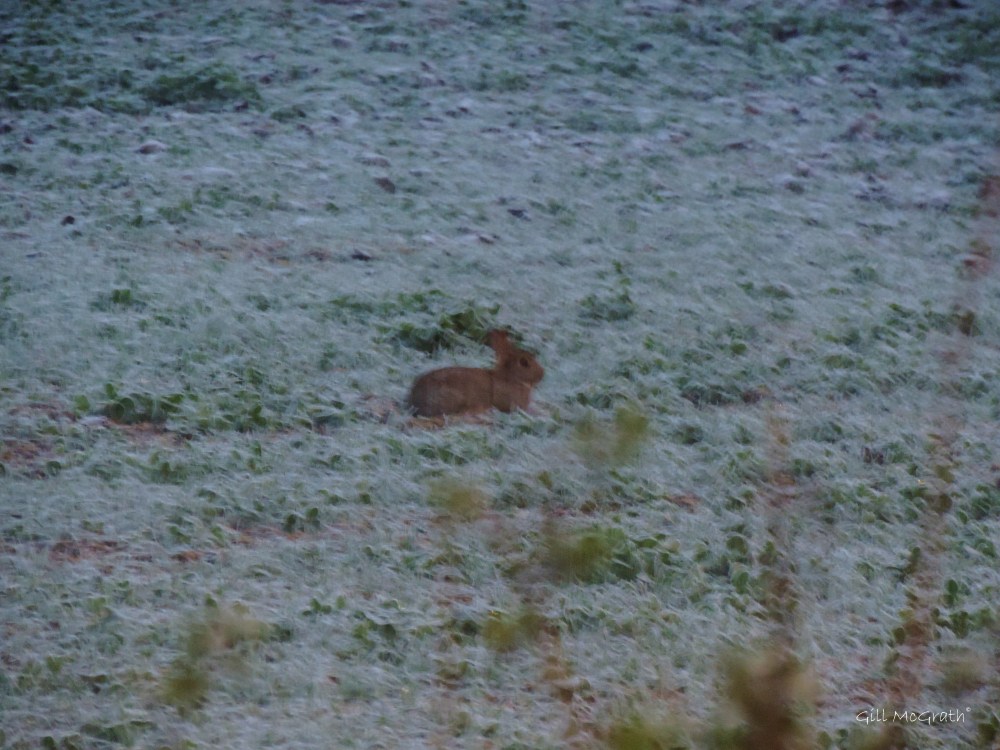 2014 11 25 rabbit on frost in  the  field  jpg sig