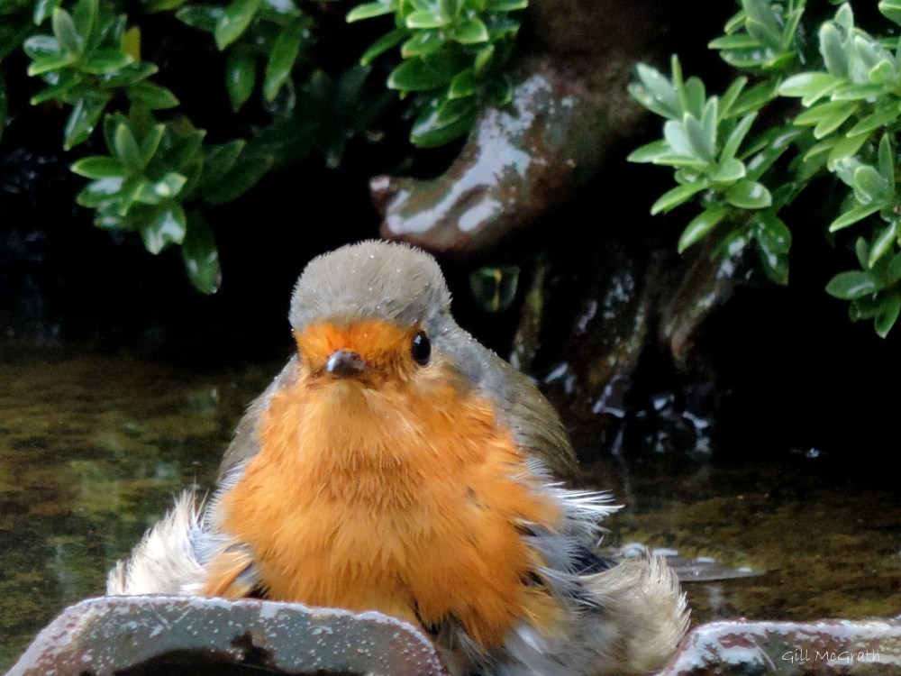 2014 11 27 that robin again jpg sig