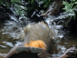 2014 11 27 Robin in diamonds jpg sig