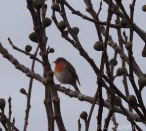 2014 12 11 Robin jpg sig