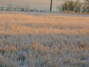 2014 12 18 Morning. soft landing place jpg sig