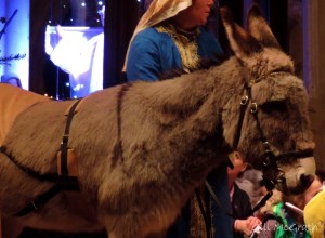 2014 12 22 donkey at the place where the  Church Bells ring jpg sig
