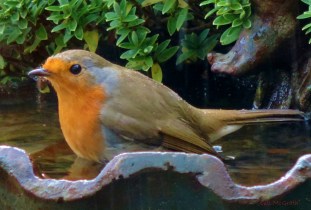 2014 12 27 Robin again jpg sig