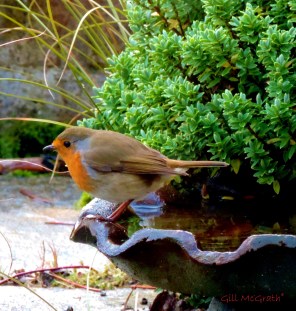 2014 12 27 robin turns  jpg sig