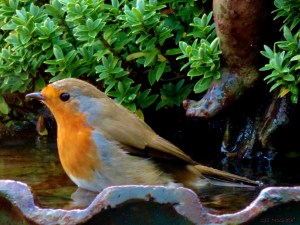 2014 12 27 simply robin jpg sig