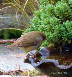 2014  12 27 today robin reflects jpg sig