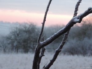 2014 12 30 frost. detail. jpg sig