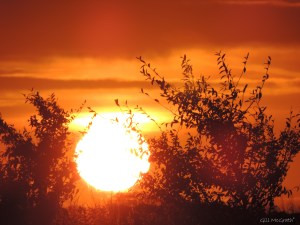 201412 14 Balancing on a blade of blue grass