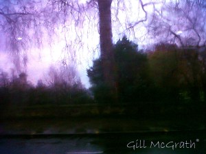 2015 01 09 trees in rain today jpg sig