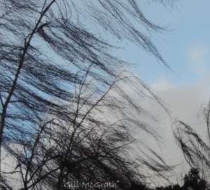 2015 01 15 wind through trees jpg sig