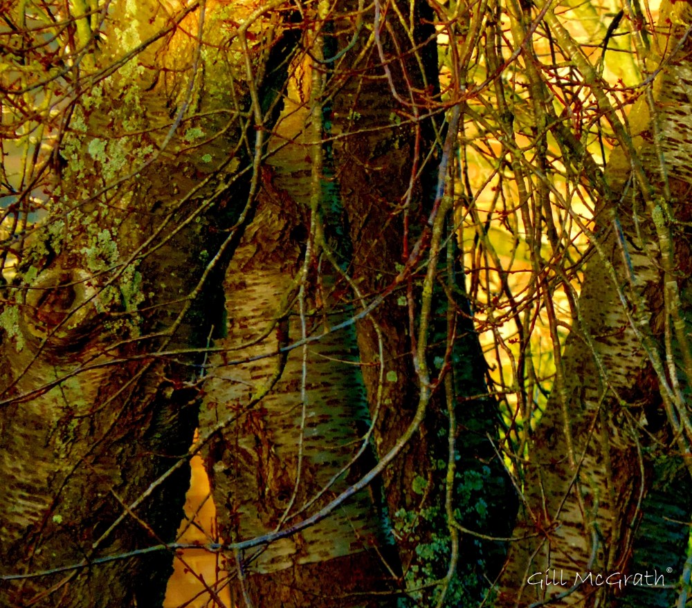 2015 01 16 part lovely tree jpg sig