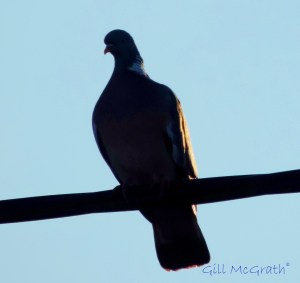 2015 01 18 bird back sun down   15.06 jpg sig