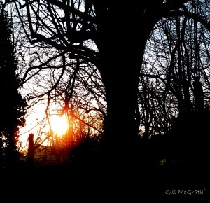 2015 01 19 woodland edge jpg sig