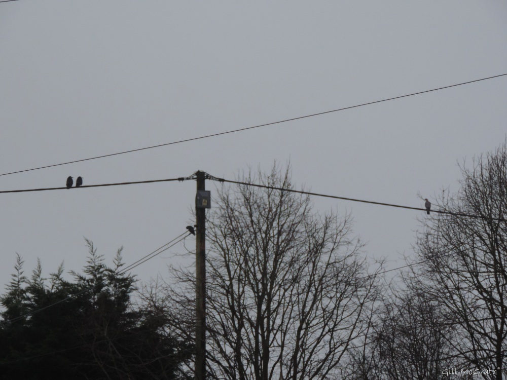 2015  01 21  birds on the wires looking at  a view jpg sig
