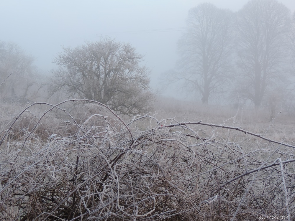 2015 01 23  trees  frost thorn jpg sig