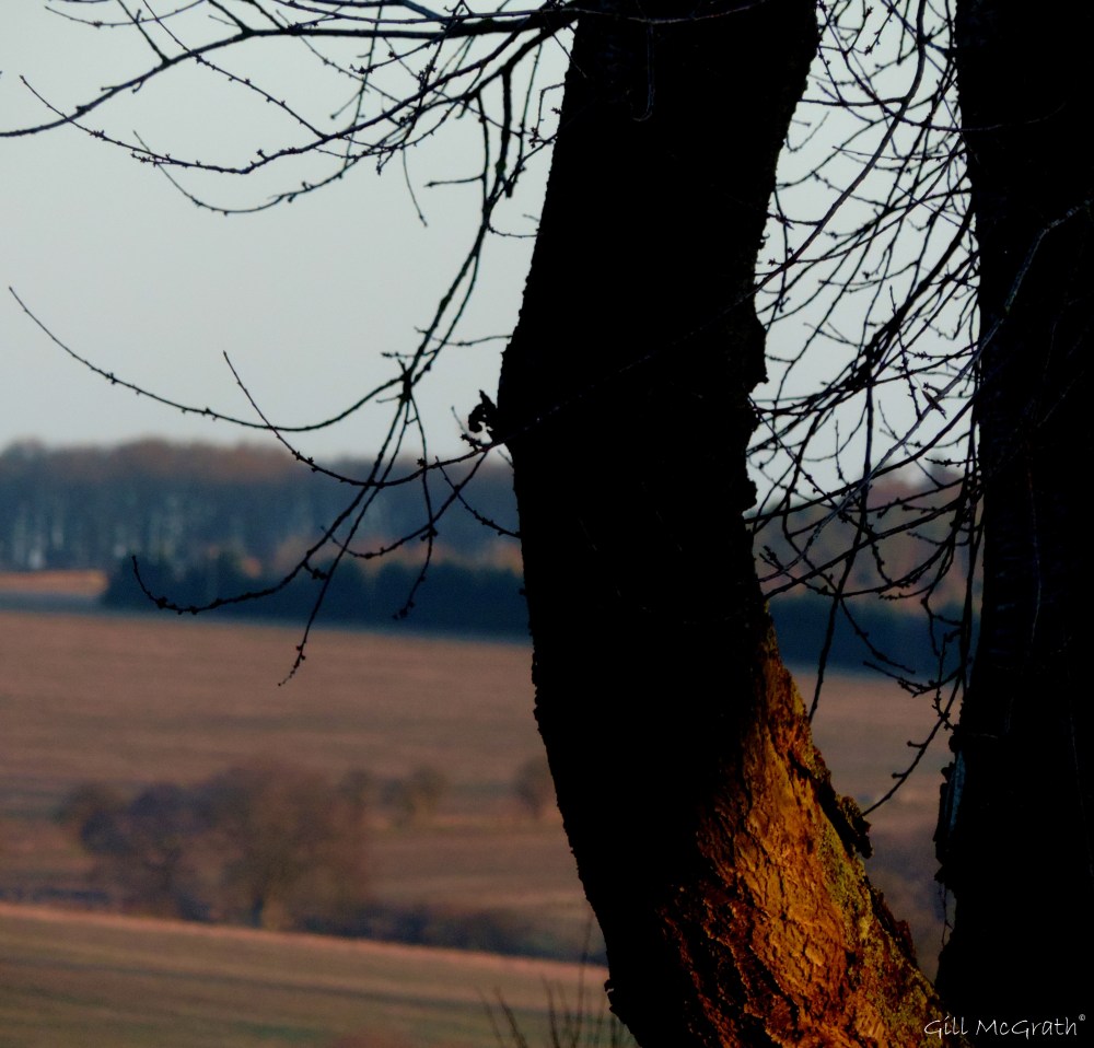 2015 01 24 catching the light jpg sig