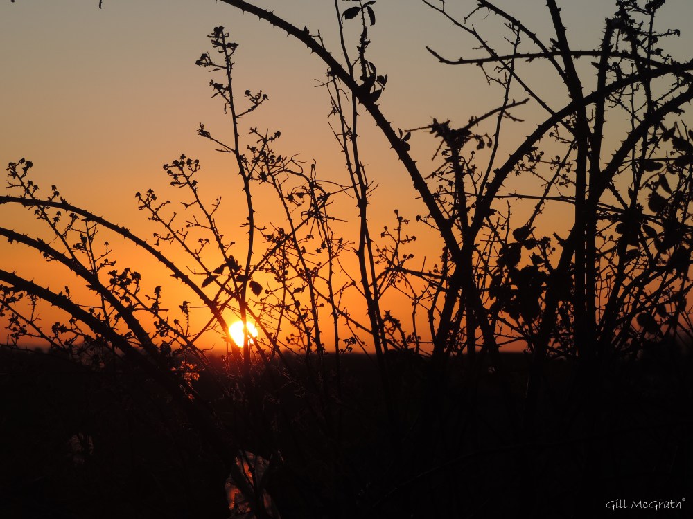 2015 01 24 sun on  bramble edge jpg sig