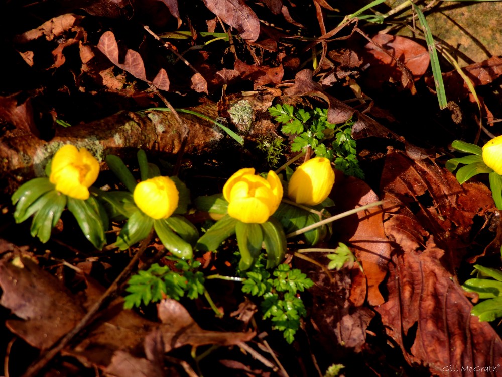 2015 01 26 aconites jpg sig