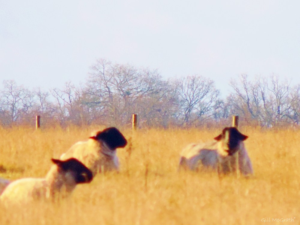 2015 01 26 sheep we three sig jpg sig