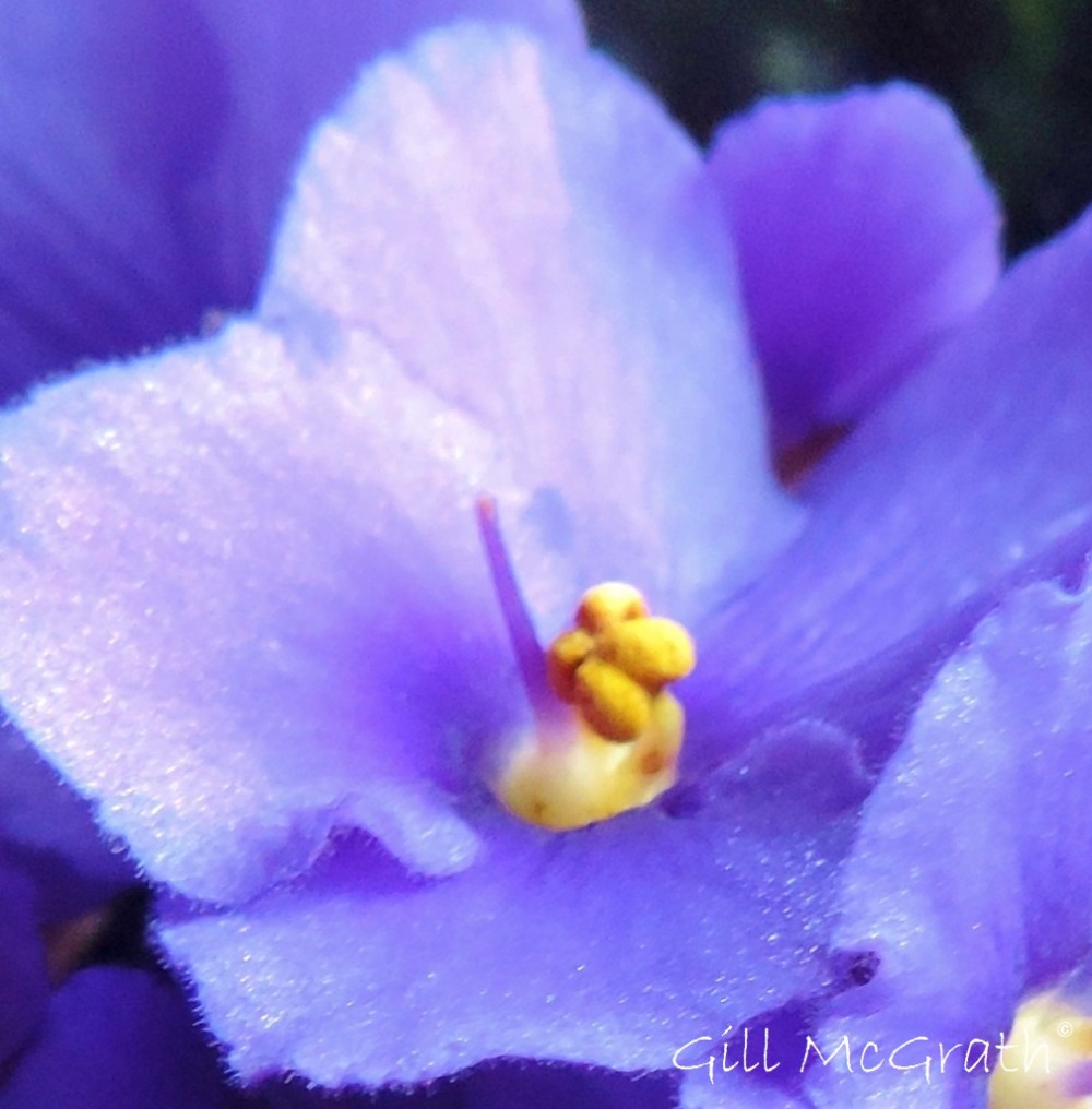 2015 01 27 violet detail jpg sig